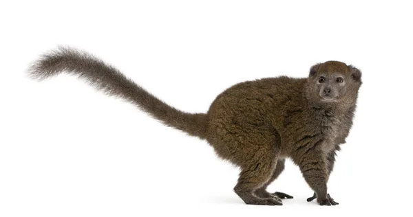 Lac Alaotra bambu lemur, Hapalemur alaotrensis, 11 år, i — Stockfoto