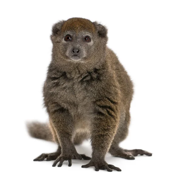 Lac Alaotra bambu lemur, Hapalemur alaotrensis, 11 anos, i — Fotografia de Stock