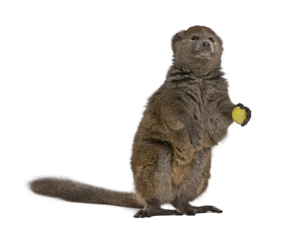 Lac Alaotra bambu lemur, Hapalemur alaotrensis, 11 anos, s — Fotografia de Stock