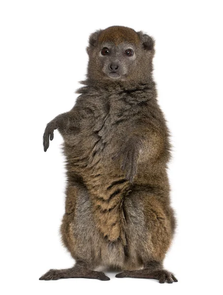 Lac Alaotra bamboo lemur, Hapalemur alaotrensis, 11 years old, s — Stock Photo, Image