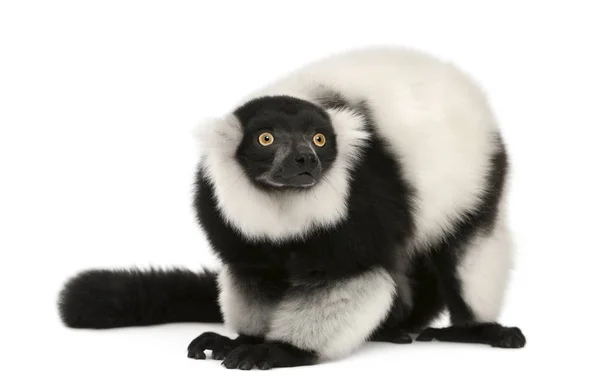 Svart-vit rufsig lemur, Varecia variegata, 24 år, i — Stockfoto