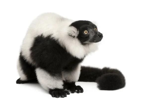 Black-and-white ruffed lemur, Varecia variegata, 24 años, s — Foto de Stock