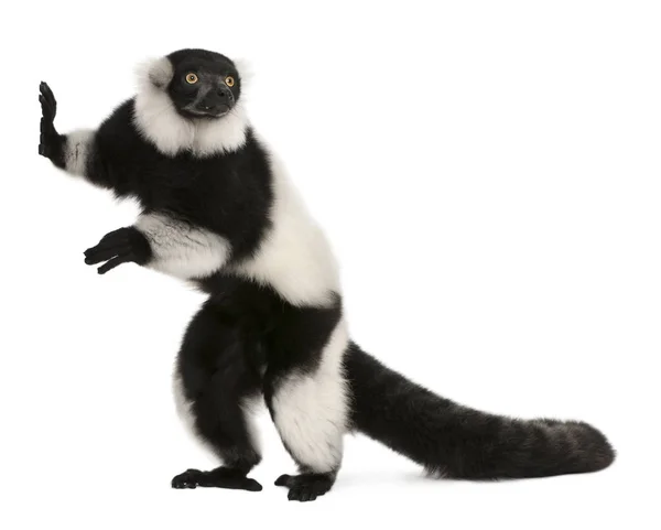 Black-and-white ruffed lemur, Varecia variegata, 24 years old, s — Stock Photo, Image