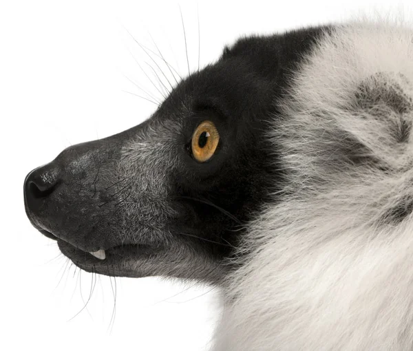 Black-and-white ruffed lemur, Varecia variegata, 24 años, i —  Fotos de Stock