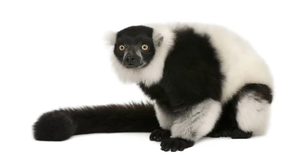 Svart-vit rufsig lemur, Varecia variegata, 24 år, s — Stockfoto