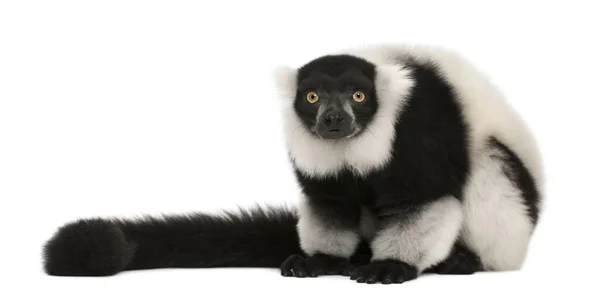 Black-and-white ruffed lemur, Varecia variegata, 24 años, s — Foto de Stock