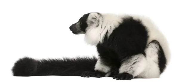 Black-and-white ruffed lemur, Varecia variegata, 24 años, s —  Fotos de Stock