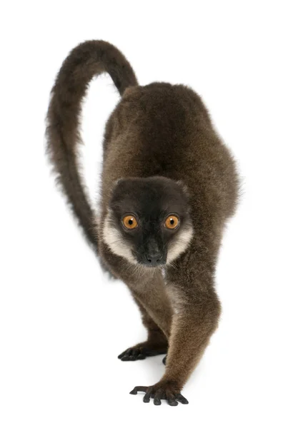 Vittrad lemur, Eulemur albocollaris, 7 år, framtill — Stockfoto