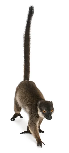 Lemure colletto bianco, albocollaris Eulemur, 7 anni, davanti — Foto Stock