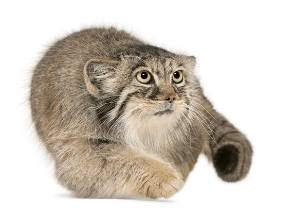 Pallas's cat, Otocolobus manul, 11 years old, in front of white 