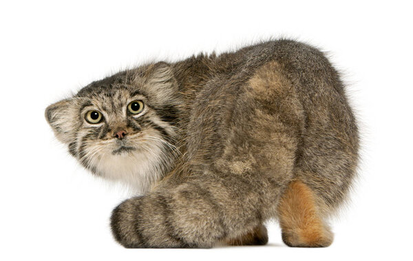 Pallas's cat, Otocolobus manul, 11 years old, in front of white 