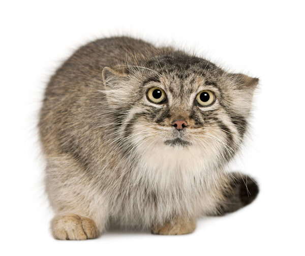 Pallas's cat, Otocolobus manul, 11 years old, in front of white 