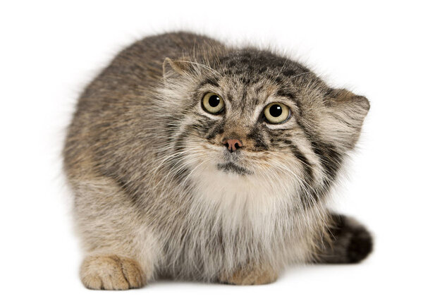 Pallas's cat, Otocolobus manul, 11 years old, in front of white 