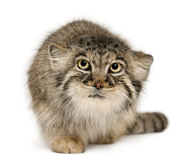 Pallas's cat, Otocolobus manul, 11 years old, in front of white 