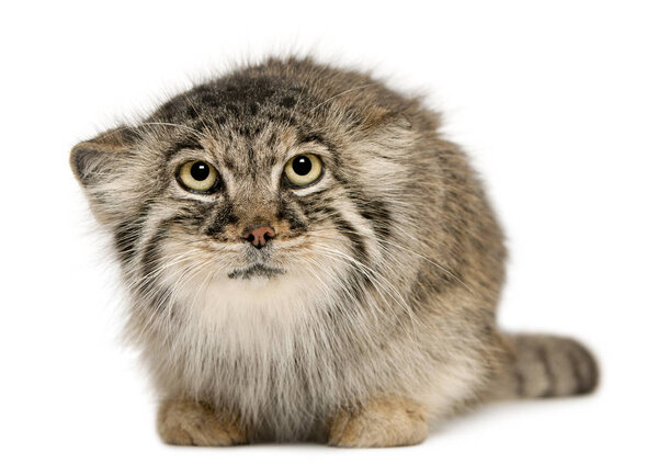 Pallas's cat, Otocolobus manul, 11 years old, in front of white 
