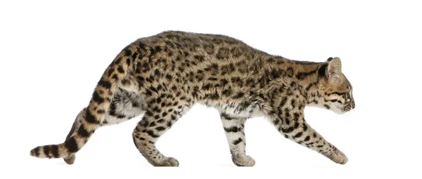 Oncilla，Leopardus tigrinus，19岁，在白色bac前面 — 图库照片