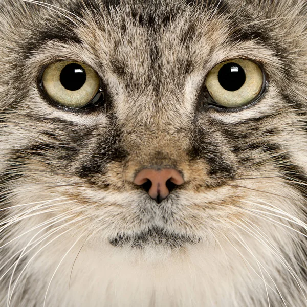 Gato de Pallas, Otocolobus manul, 11 anos, close-up — Fotografia de Stock