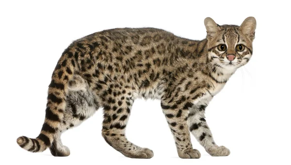 Oncilla，Leopardus tigrinus，19岁，在白色bac前面 — 图库照片