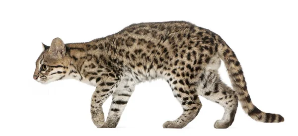 Oncilla，Leopardus tigrinus，19岁，在白色bac前面 — 图库照片