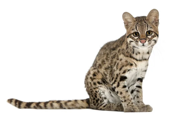 Oncilla, Leopardus tigrinus, 19 years old, sitting in front of w — Stock Photo, Image