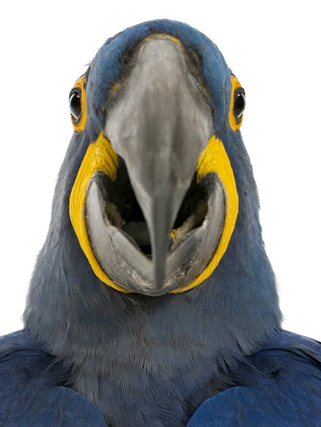 Hyacinth Macaw, Anodorhynchus hyacinthinus, 30 years old, in fro — Stock Photo, Image