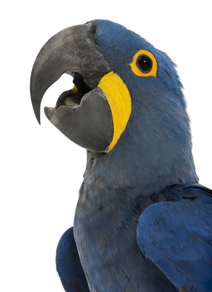 Hyacinth Macaw, Anodorhynchus hyacinthinus, 30 años, in fro —  Fotos de Stock