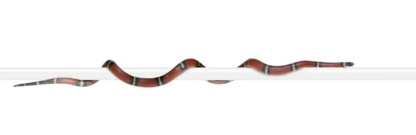 Sinaloan milk snake, Lampropeltis triangulum sinaloae, z przodu — Zdjęcie stockowe