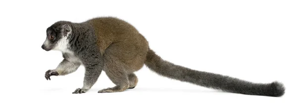 Feminino mongoose lemur, Eulemur mongoz, 24 anos, na frente de — Fotografia de Stock