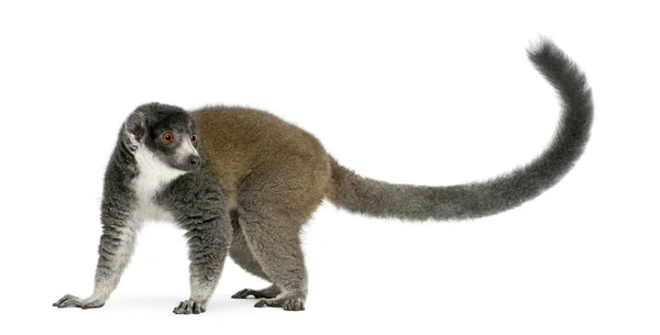 Feminino mongoose lemur, Eulemur mongoz, 24 anos, na frente de — Fotografia de Stock