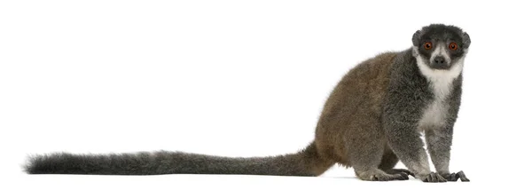 Vrouwelijke mangoest, Eulemur mongoz, 24 jaar oud, zittend in — Stockfoto