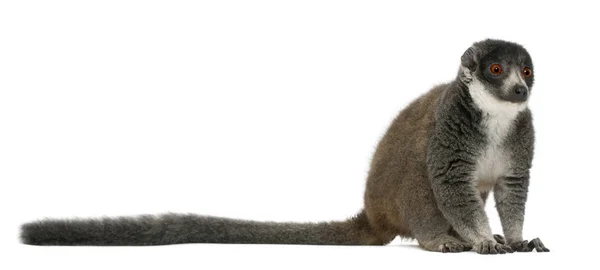 Female mongoose lemur, Eulemur mongoz, 24 años, sitting in —  Fotos de Stock