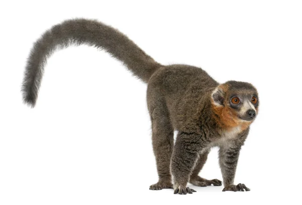 Masculino mongoose lemur, Eulemur mongoz, 26 anos, na frente de w — Fotografia de Stock