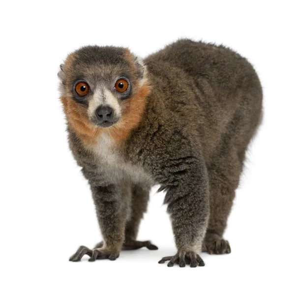 Masculino mongoose lemur, Eulemur mongoz, 26 anos, na frente de w — Fotografia de Stock