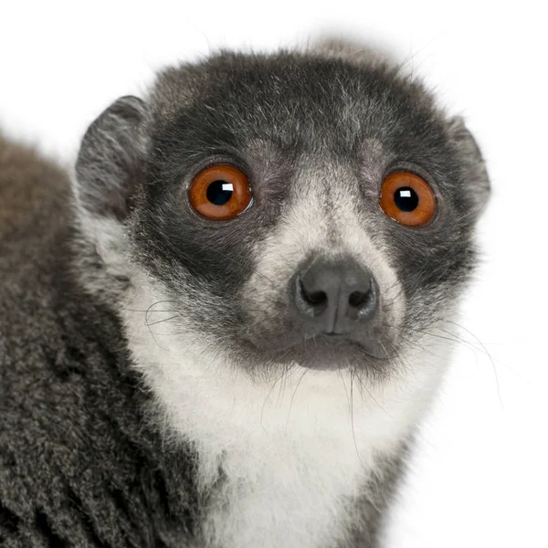 Weiblicher Mungo-Lemur, Eulemur-Mungo, 24 Jahre alt, vor dem — Stockfoto
