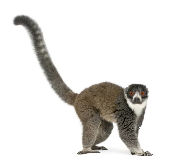 Female mongoose lemur, Eulemur mongoz, 24 years old, in front of — Stock Photo, Image