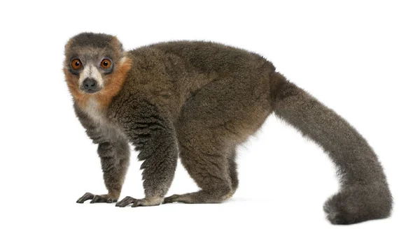Männlicher Mungo-Lemur, Eulemur-Mungo, 26 Jahre alt, vor der Kamera — Stockfoto