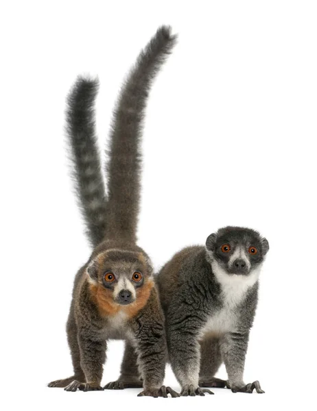 Samice a samci mangoose lemurs, Eulemur mongoz, 24 a 26 let — Stock fotografie