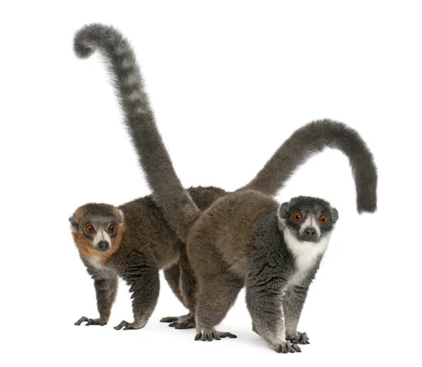 Θηλυκά και αρσενικά mangoose lemurs, Eulemur mongoz, 24 και 26 ετών — Φωτογραφία Αρχείου