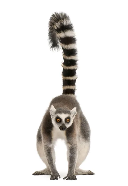 Lemur-de-cauda-anelada, Lemur catta, 7 anos, na frente do branco b — Fotografia de Stock