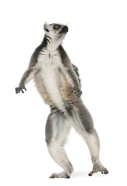 Lémur de cola anillada, Lemur catta, 7 años, de pie delante o — Foto de Stock