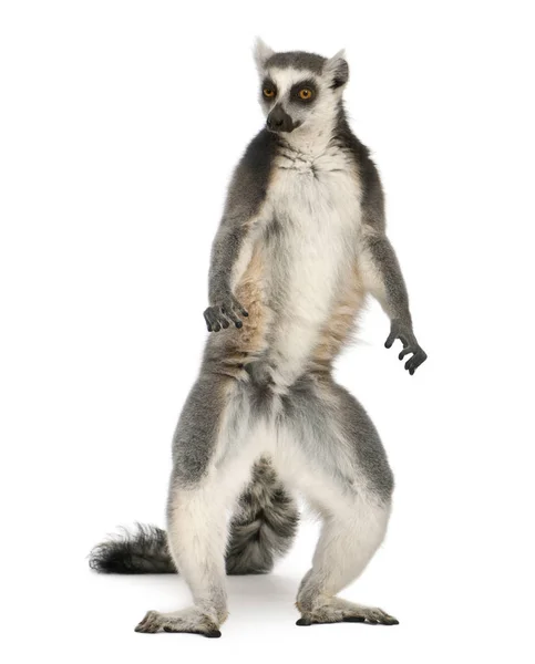 Ring-tailed lemur, Lemur catta, 7 years old, standing in front o — Stock Photo, Image