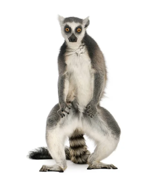 Ring-tailed lemur, Lemur catta, 7 years old, standing in front o — Stock Photo, Image