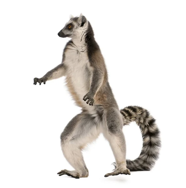 Ring-tailed lemur, Lemur catta, 7 years old, standing in front o — Stock Photo, Image
