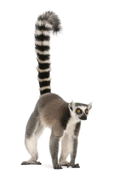 Ringsvansad lemur, Lemur catta, 7 år, framför vit b — Stockfoto