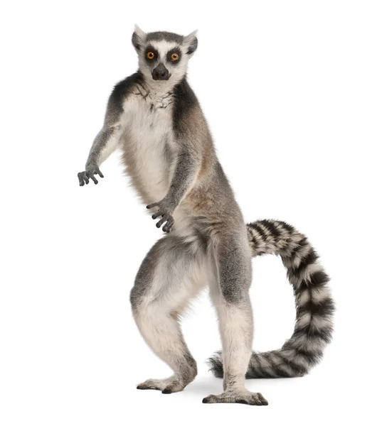 Ring-tailed lemur, Lemur catta, 7 years old, standing in front o — Stock Photo, Image