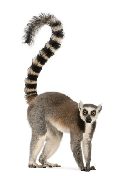 Ringsvansad lemur, Lemur catta, 7 år, framför vit b — Stockfoto
