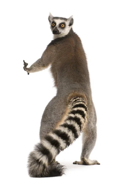 Lemur-de-cauda-anelada, Lemur catta, 7 anos, em pé na frente do — Fotografia de Stock