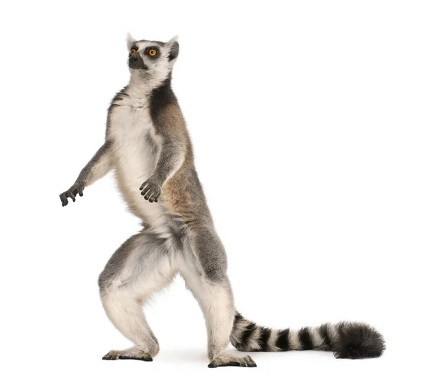 Ring-tailed lemur, Lemur catta, 7 years old, standing in front o — Stock Photo, Image