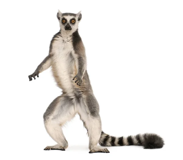 Ringstaartmaki, Lemur catta, 7 jaar oud, staande voor o — Stockfoto