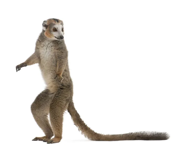 Crowned lemur, Eulemur coronatus, 19 años, standing in fron —  Fotos de Stock